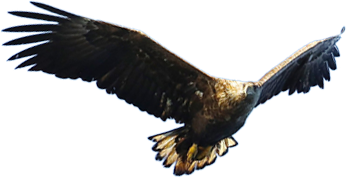 Eagle